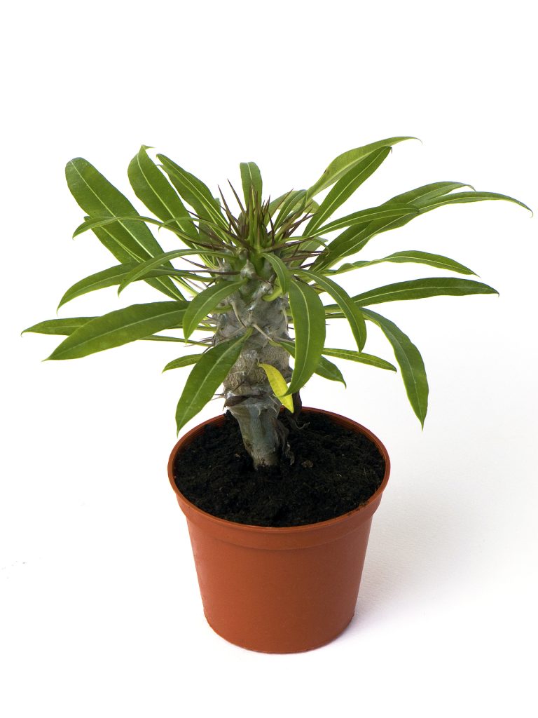 Potted Plants Product Thumbail (View full Size)